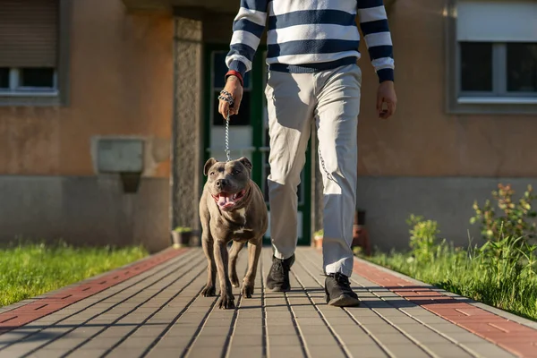 Man walking his dog apbt American pit bull terrier going out from his building home lower section of feet of unknown man and dog on the pavement in sunny day