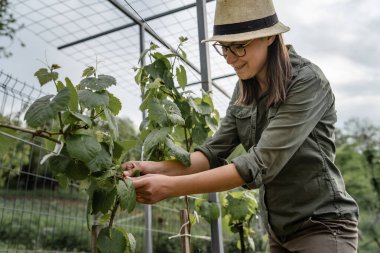 Yazın tarlada çalışan beyaz bir kadın üzüm bağında çalışan, üzüm bağındaki kadın çiftçi ve fotokopi alanı.