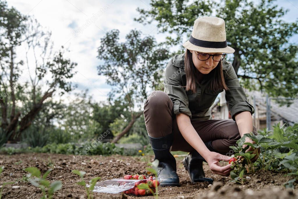 Front view of adult caucasian woman young female farmer picking ripe organic strawberries in the agricultural field or garden in day with copy space - real people horticulture concept