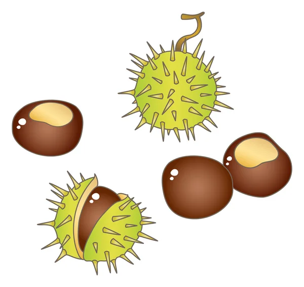 Five brown chestnuts — Stock Vector