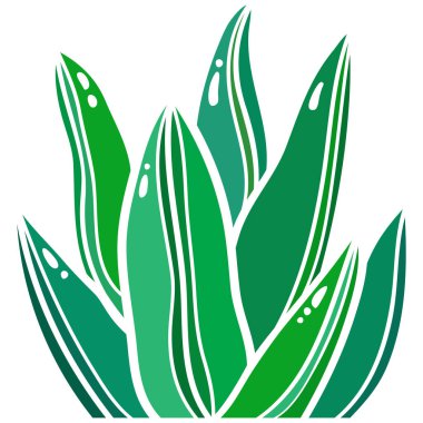 Agave bitkisi. Canlı Şirin Yeşil Sulu. Beyaz arkaplanda Ev Bahçıvanlığı vektör illüstrasyonu