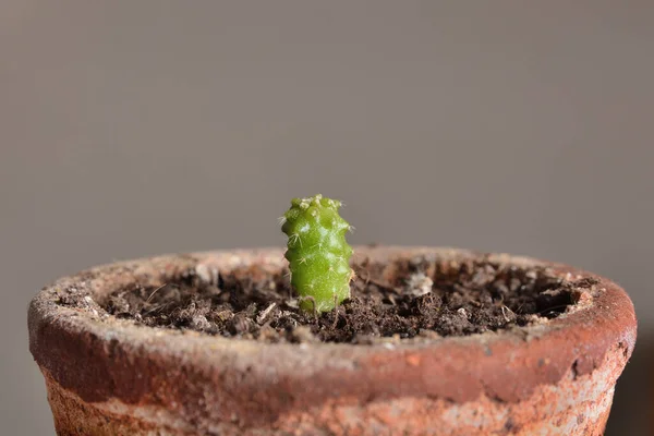 Close Van Een Jaar Oude Cactus Echinocactus Grusonii Een Terracotta — Stockfoto