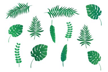 Palmiye ve tropikal bitki yaprakları beyaz arka planda dizayn için izole edilmiş. Düz vektör illüstrasyonu