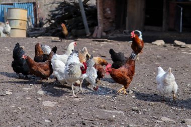 Evcil tavuklar ve horoz özgürce dolaşır ve güneşli bir günde çiftlikte yerden yemek yerler.
