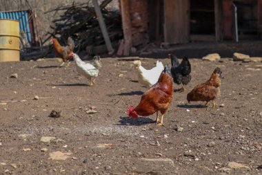 Kahverengi horoz ve tavuklar yerden tohum yerler ve güneşli bir günde çiftlikte özgürce yürürler.