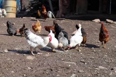 Bir grup evcil tavuk ve güneşli bir günde çiftlikte yerden yemek yerler.