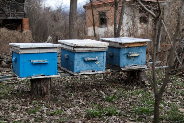 Three blue hives for domestic bees in the early spring day in the village garden