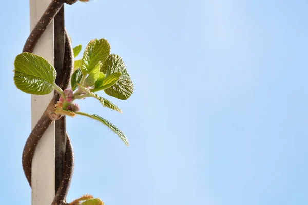 Kiwi Leaves Growing Spring Day Wrapped Fence Garden Width Blue — Stock Photo, Image