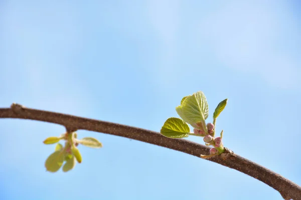 Foglie Giovani Kiwi Piante Frutto Che Crescono Giardino Una Giornata — Foto Stock