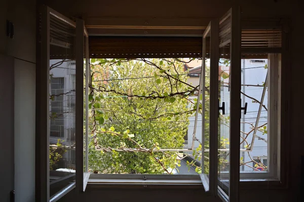 Open window on the house with a view of the kiwi vine growing from the outside of the window and sunny spring day