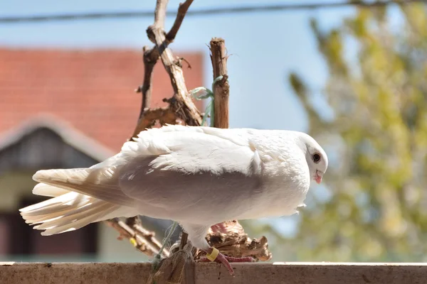 Weiße Reinrassige Taube Steht Auf Einer Theke Und Prahlt Mit — Stockfoto