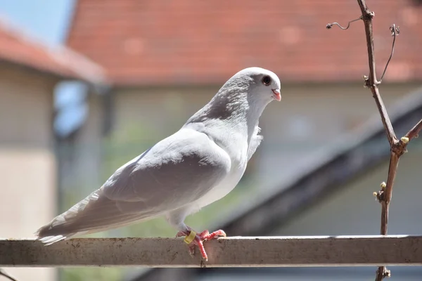 Beautiful White Purebred Pigeon Stands Bar Blurry Background Sunny Spring — Stock Fotó