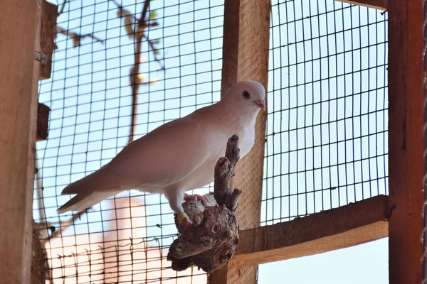 Λευκό Καθαρόαιμο Περιστέρι Στέκεται Κλαδιά Ξύλινο Κλουβί Πουλιών Μια Ηλιόλουστη — Φωτογραφία Αρχείου