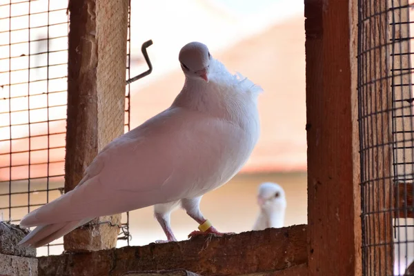 Beautiful White Purebred Pigeon Stands Wooden Birdcage Door Looking — Stock Fotó