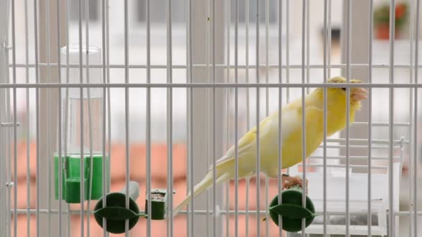 Yellow Crested Canary Zingt Een Lied Een Kooi Springt Close — Stockvideo