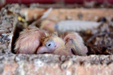 Djulija soyundan iki yaşlı yavru güvercin kafeste bir yuvada uyuyor.