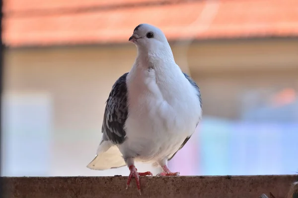 Piccione Della Razza Djulija Piedi Sulla Ringhiera Balcone Una Giornata — Foto Stock