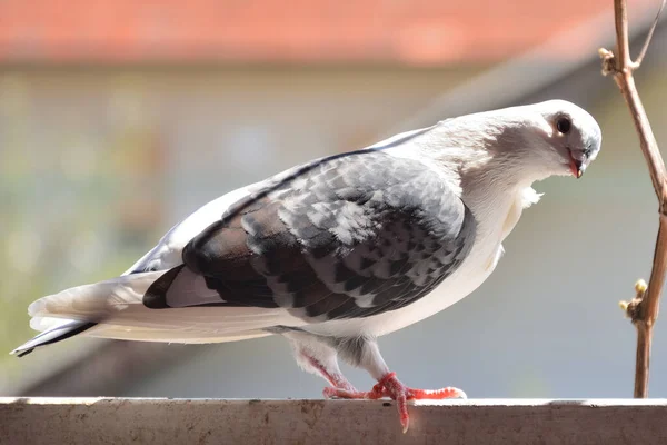 드릴랴 귀여운 비둘기가 발코니 날개와 머리를 비둘기 — 스톡 사진
