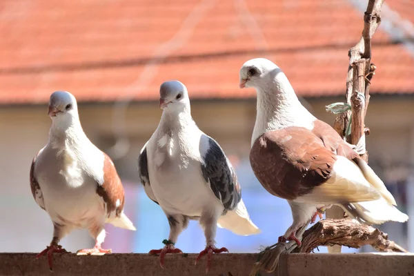 Trois Pigeons Race Djulija Tiennent Debout Sur Rambarde Balcon Par — Photo
