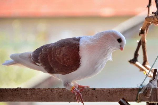 Pigeon Race Djulija Debout Sur Balcon Balustrade Par Une Journée — Photo