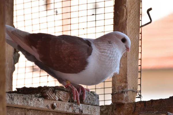 Pigeon Debout Sur Porte Ouverte Grenier Cage Bois Colombe Race — Photo