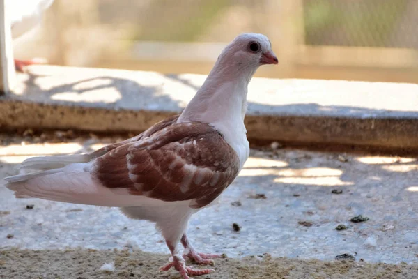 Ung Duva Som Står Balkongen Solig Vårdag Duva Djulija Rasen — Stockfoto