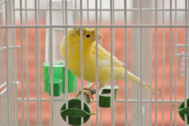 Dalların üzerinde duran ve kafeste poz veren sevimli sarı ibikli kanarya. Egzotik kuşa yakın, seçici odak ve kopyalama alanı