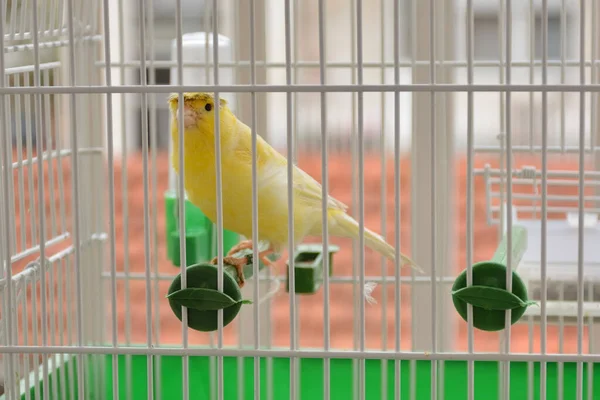 Beautiful Crested Yellow Canary Standing Branches Posing Cage Close Exotic — Stock Photo, Image