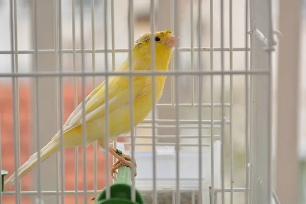 Gele Kuifkanarie Die Takken Staat Poseert Een Kooi Close Van — Stockfoto