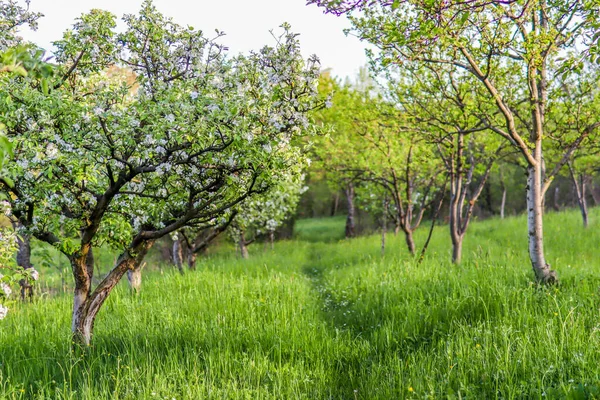 Alley Apple Trees White Flowers Blooms Sunny Spring Day Garden — Stock Photo, Image