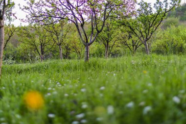 Baharın güneşli bir gününde bahçesinde erik ağaçları ve yeşil çimenler olan bir meyve bahçesi. Doğal arka plan kavramı