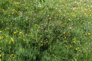 Baharda güneşli bir günde doğada sarı karahindiba ve diğer çiçeklerle dolu bir çayır. Doğal arka plan kavramı