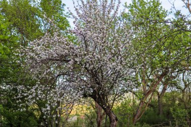 Güneşli bir bahar gününde, bir köyün bahçesinde beyaz çiçekli uzun kiraz ağacı.