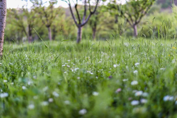 Grass Wildflowers Meadow Nature Spring Sunny Day Natural Background Concept — Stock Photo, Image