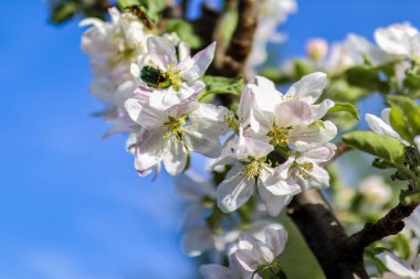 Beyaz erikli yeşil gül böceği çiçek açtı ve güneşli bir bahar gününde meyve bahçesinde. Doğal arka plan kavramı
