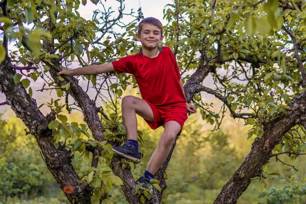 Happy Little Boy Red Shorts Apple Tree Hold Branches Orchard — Stock Photo, Image