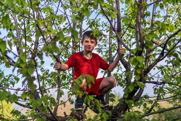 Happy Little Boy Apple Tree Hold Branches Orchard Sunny Spring — Stock Photo, Image