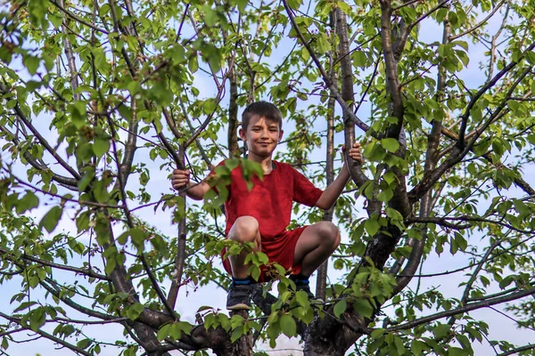 Boy Climbed Canopy Apple Tree Laughed Nature Sunny Spring Day — Stock Photo, Image