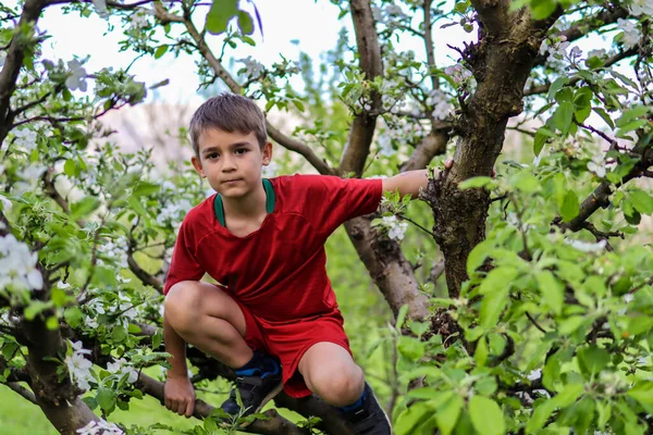 Little Boy Red Shorts Apple Tree Hold Branches Garden Village — Stock Photo, Image