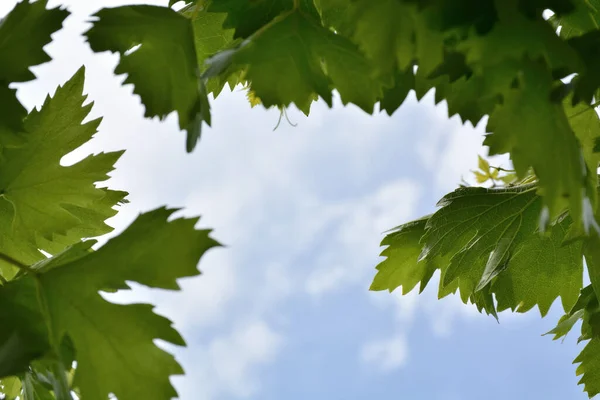Vine Leaves Frame Blue Sky Sunny Spring Day Natural Background — Stock Photo, Image