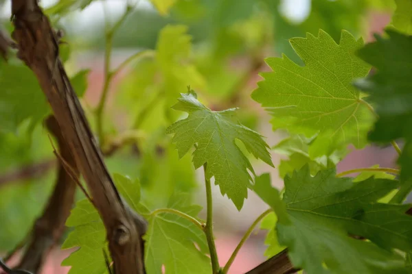 Beautiful Vine Leaves Sunny Spring Day Natural Background Concept Close — Stock Photo, Image