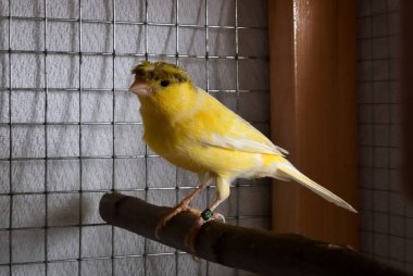 Male crested yellow canary standing on a branch in a cage. Close up of exotic bird, selective focus and copy space clipart