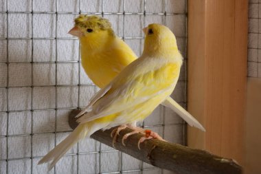 Cute male and female yellow canary standing on a branch in a covered cage with a blanket. Close up of exotic bird, selective focus clipart