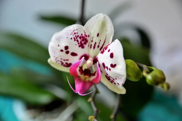Phalaenopsis Flor Blanca Orquídea Con Puntos Púrpura Casa Primer Plano —  Fotos de Stock