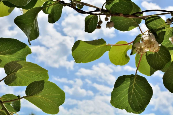 Kiwi Vine Fresh Leaves Flowers Blue Sky White Fluffy Clouds — Stock Photo, Image