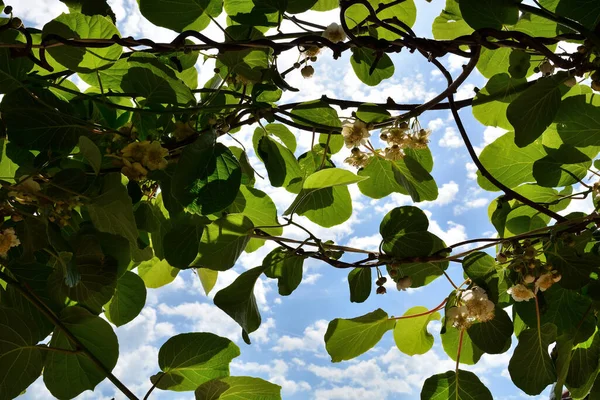 Shadow Male Kiwi Vine Flowers Blue Sky Background Sunny Spring — Stock Photo, Image