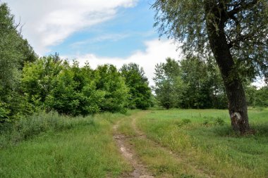 Doğada güneşli bir yaz gününde çayır ve ormanın içinden geçen kırsal yol.
