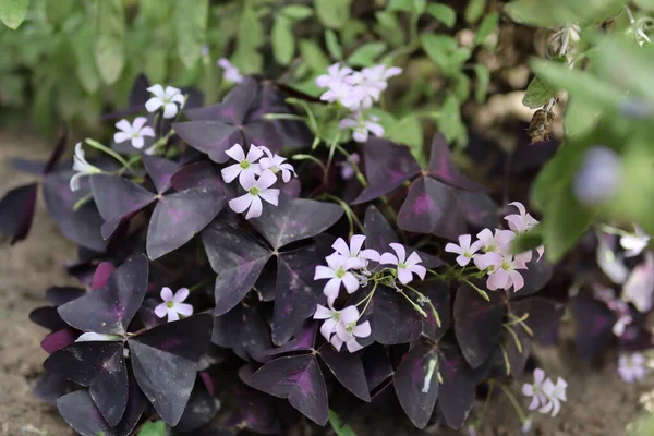 Cute flowers with small flower heads and dark purple leaves in a garden on a sunny summer day