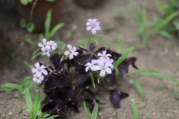 Beautiful violet flowers with small flower heads and dark purple leaves in a garden on a sunny summer day