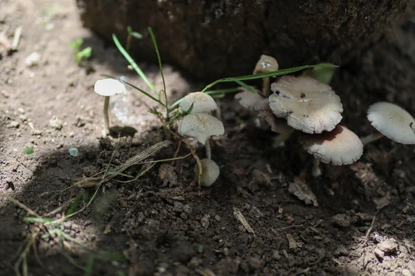 White Wild Mushrooms Grow Tree Shade Summer Day Forest — Stock Photo, Image